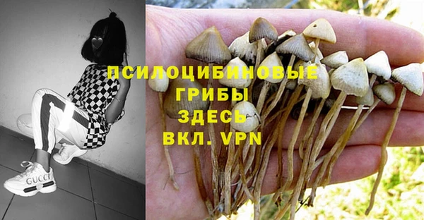 гидра Кодинск